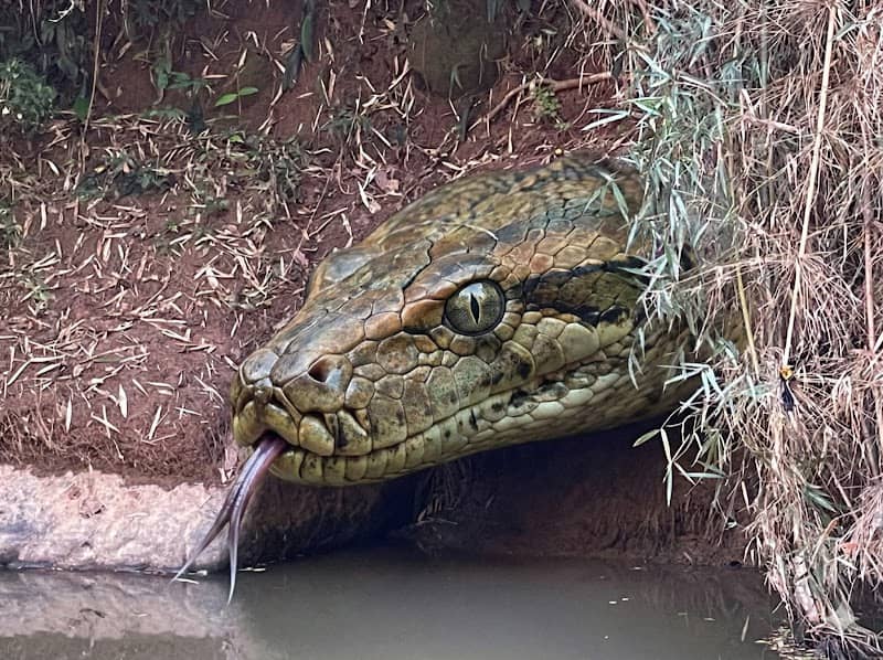 Giant snake rock หินงูยักษ์ - Image 1