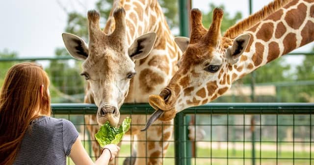 Aggieland Safari - Image 2