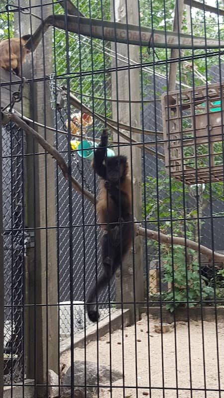 Ochsner Park Zoo - Image 2