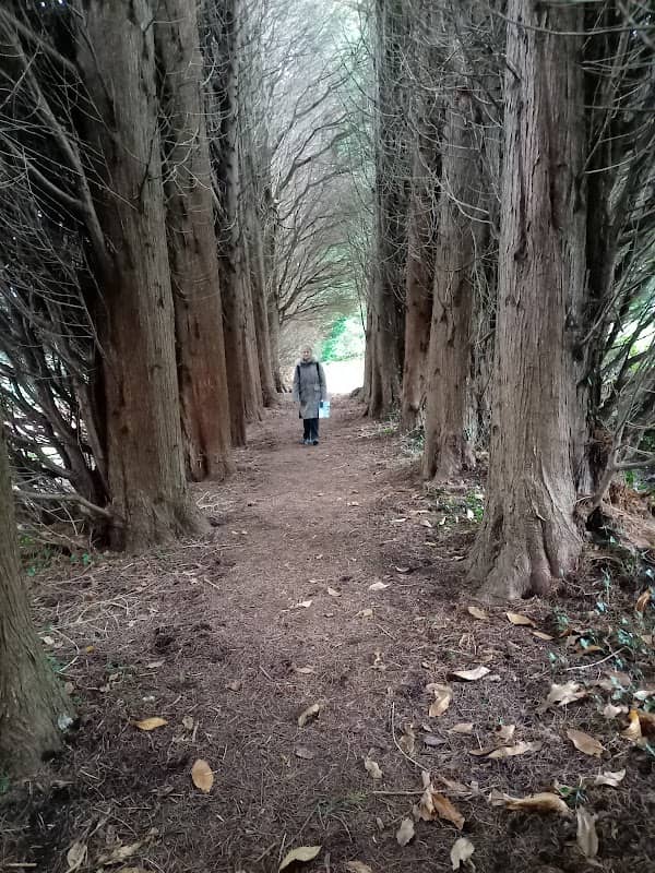 The Cathedral of Conifers - Image 1