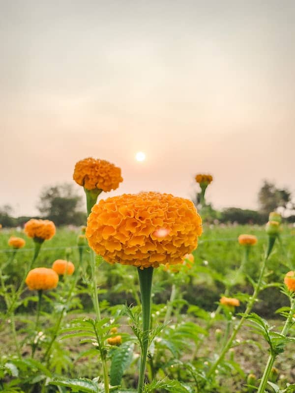 สวนดอกไม้ อโรคยา สารภี เชียงใหม่ - Arokaya Saraphi Flowers - Image 1