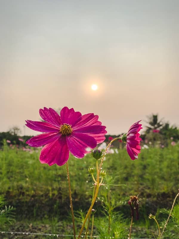 สวนดอกไม้ อโรคยา สารภี เชียงใหม่ - Arokaya Saraphi Flowers - Image 3