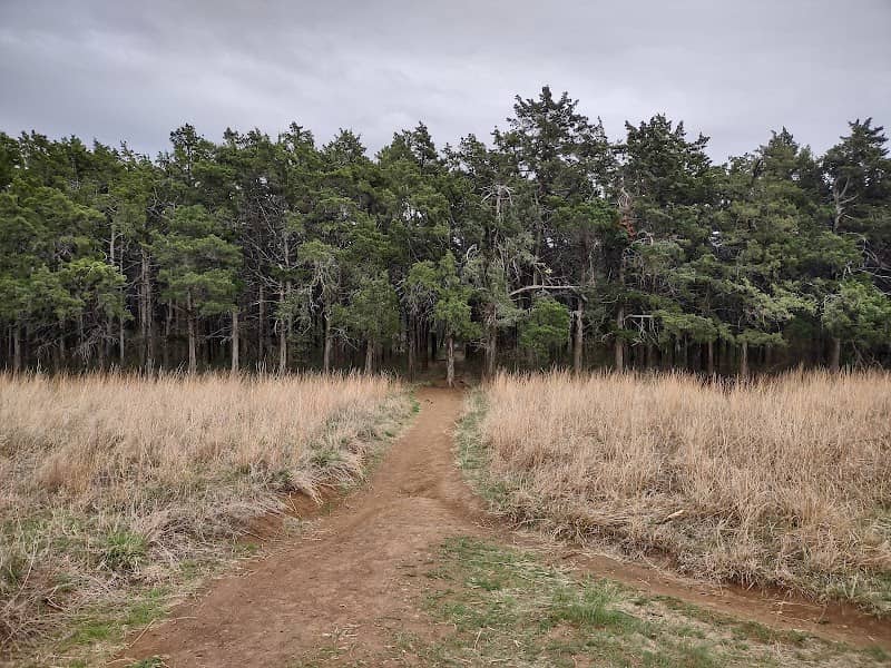 Parallel Forest - Image 1