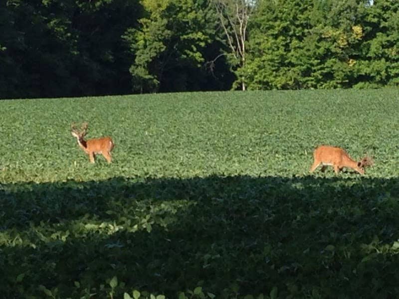 Premier Whitetail Retreat - Image 1