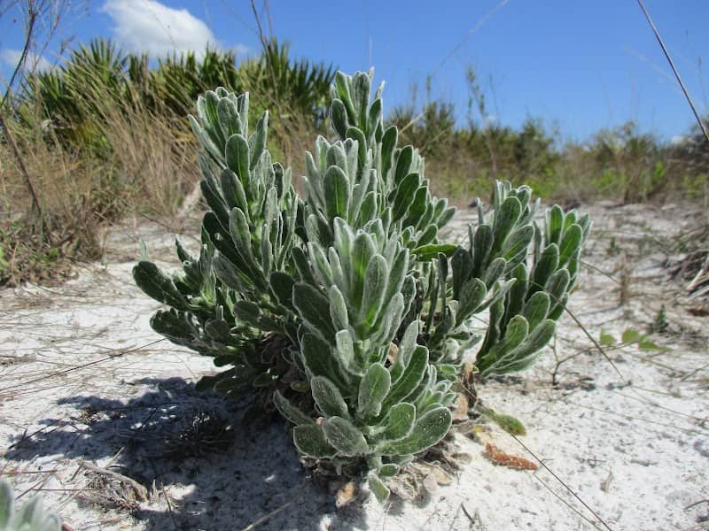Scrub Trail - Image 2