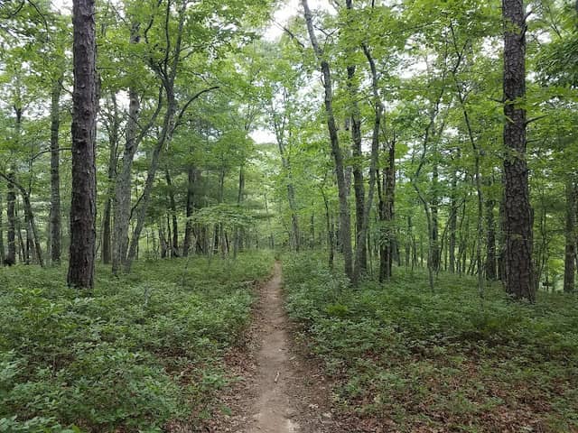 Carvins Cove Natural Reserve - Bennett Springs Access - Image 2