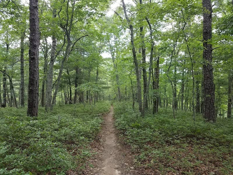 Carvins Cove Natural Reserve - Bennett Springs Access - Image 2