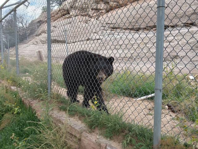 Navajo Nation Zoo - Image 2