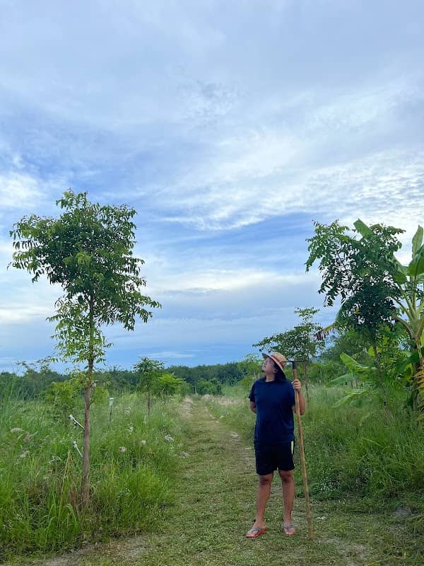 สวนป่าดงเขียวเข้ม dark green grove - Image 1