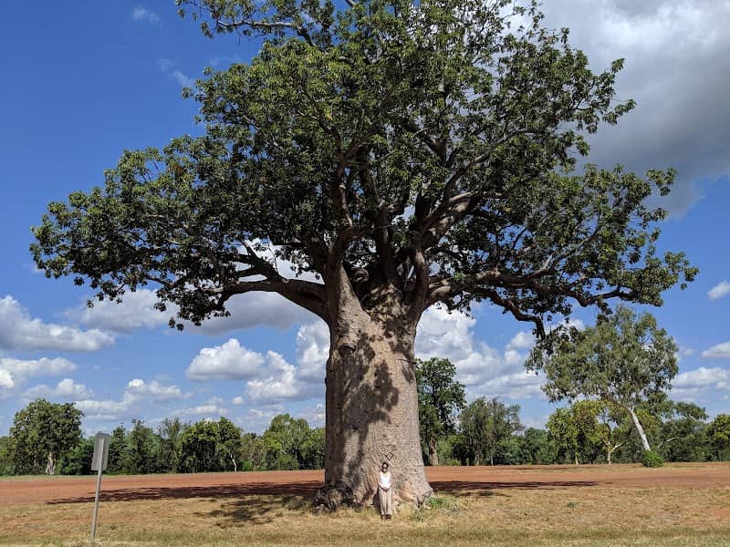 Big Boab Tree - Image 1