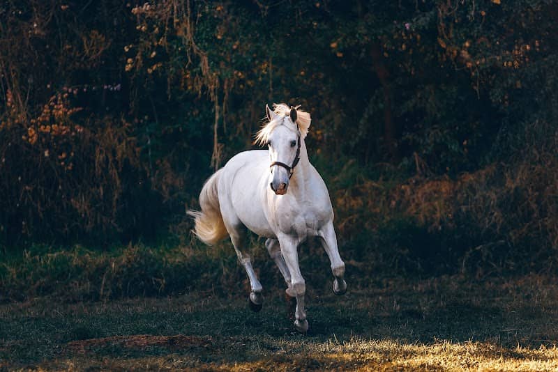 Waveney Wildlife - Image 1