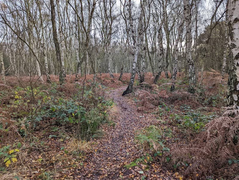 Nettleton Wood - Image 1
