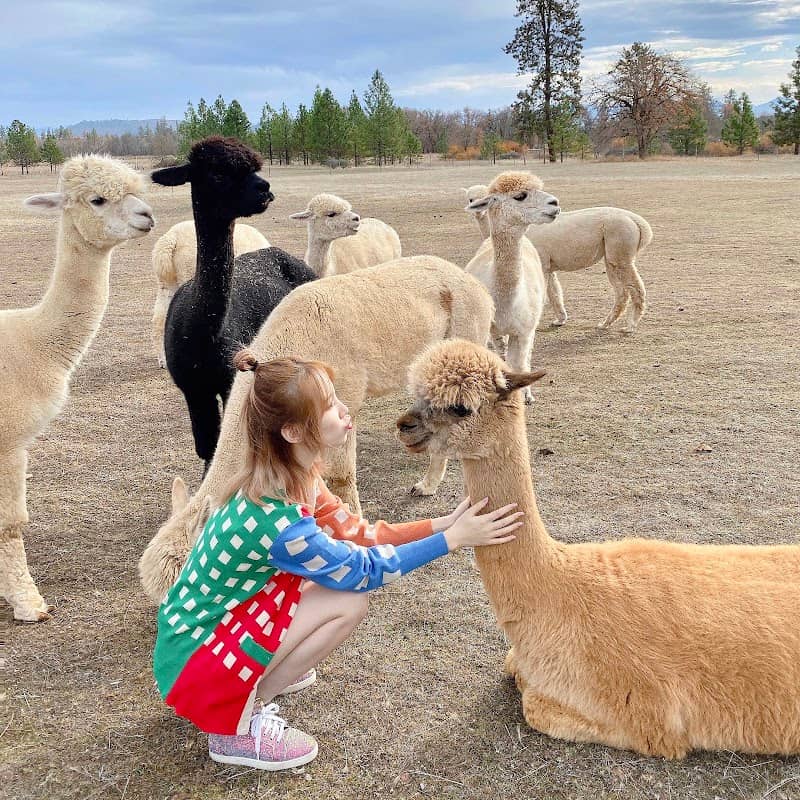 Alpacas at Lone Ranch, tours by appointment - Image 1