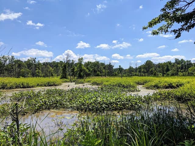 Indiana Dunes National Park Great Marsh Trail - Image 2