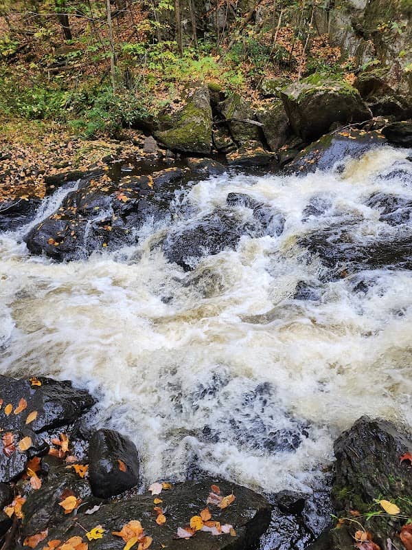 Algonquin State Forest - Image 1