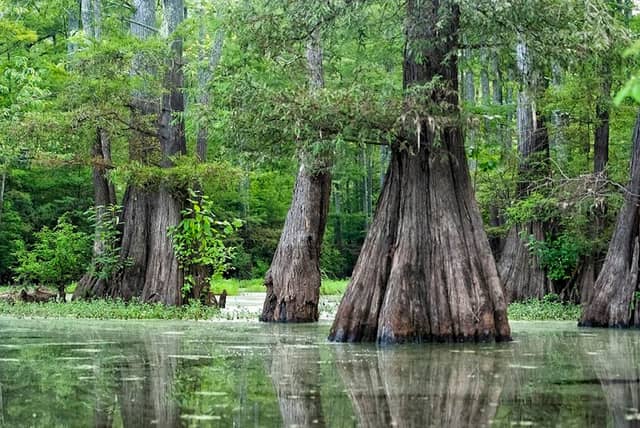 Grassy Lake Water Trail - Image 1