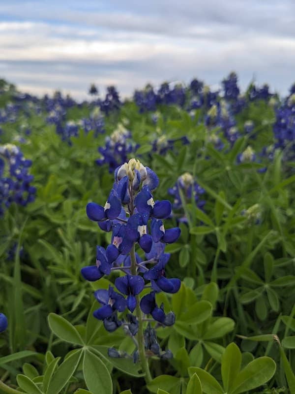 Freedom Meadow - Image 1