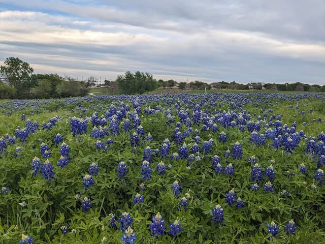 Freedom Meadow - Image 2