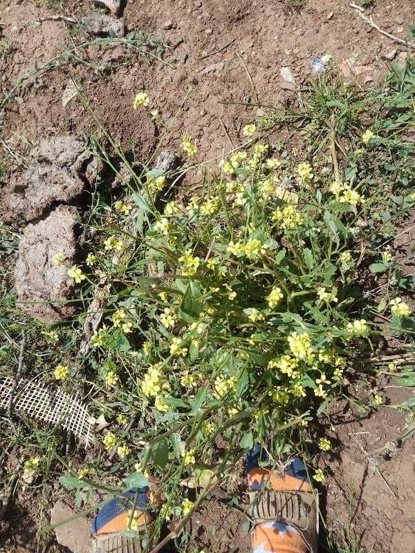 Kinder garden - Image 1