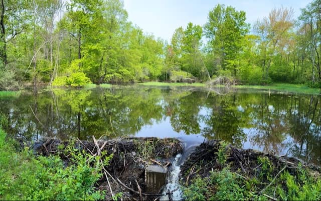 Cranberry Mountain WMA - Image 1
