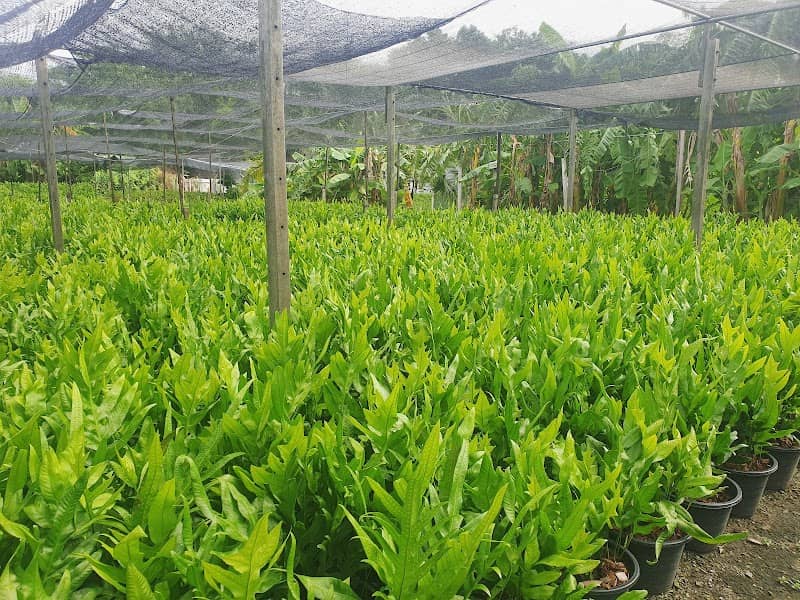 ทุ่งลานมะยม - Image 1