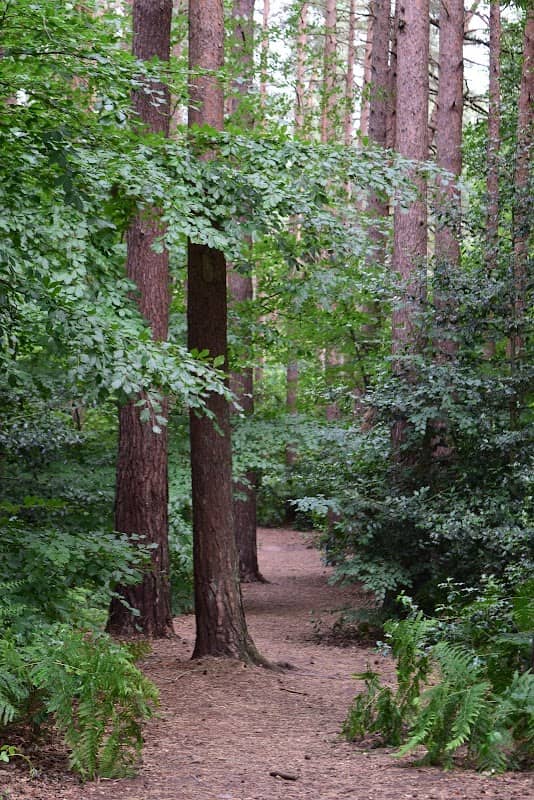 Enchanted Forest - Image 2