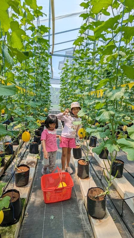 Mantri Melon Farm 1 - Image 2