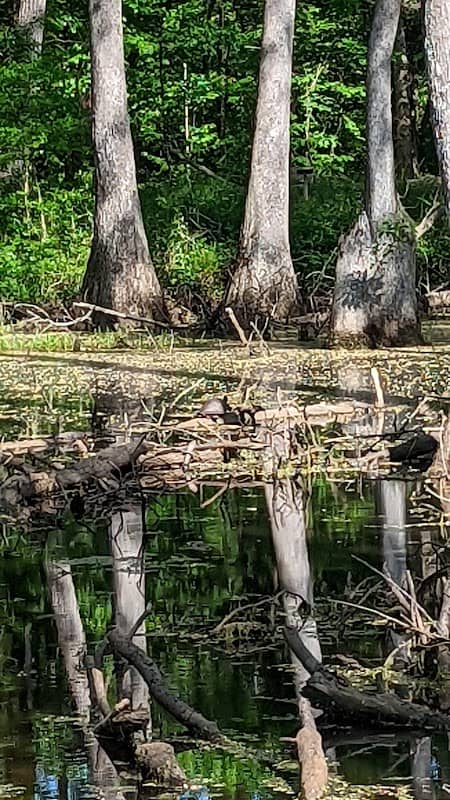 Cypress Swamp - Image 2