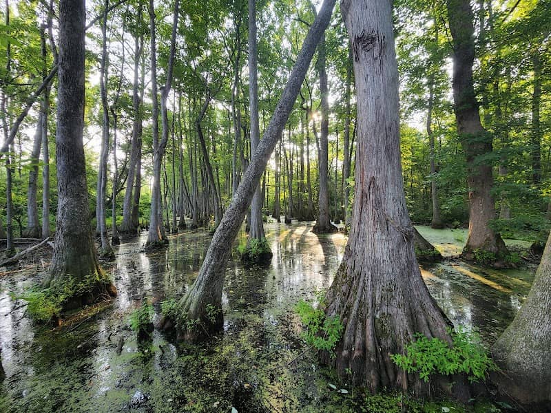 Cypress Swamp - Image 1