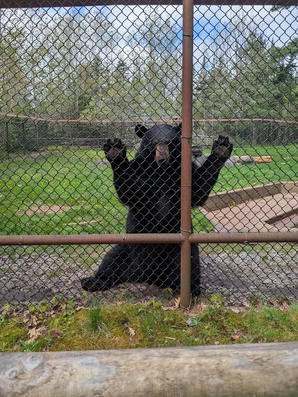 Shubenacadie Provincial Wildlife Park - Image 2