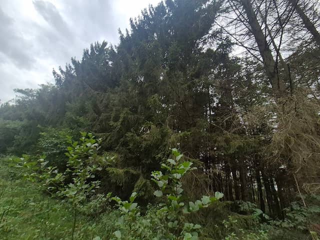 Rezerwat przyrody Mechowisko Manowo - Image 1
