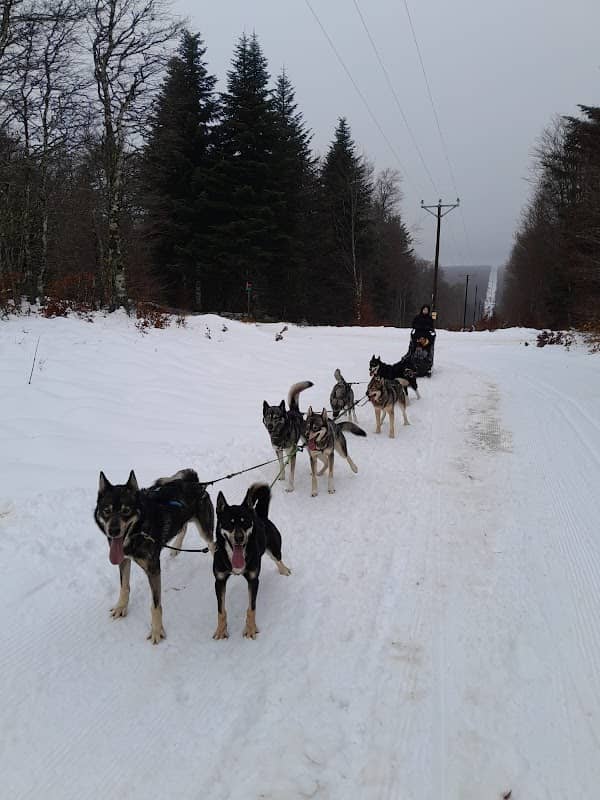 shiva mushing - Image 1