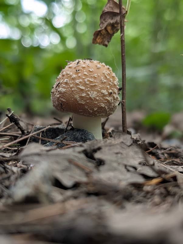 Forest lore tour - Image 2