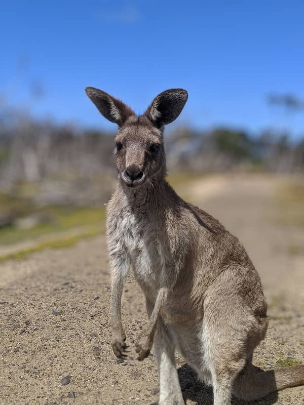 Kangaroo Feed Point - Image 1