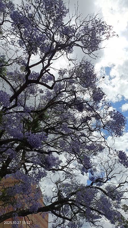 Market Street Jacaranda - Image 1