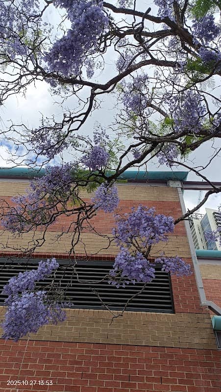 Market Street Jacaranda - Image 2