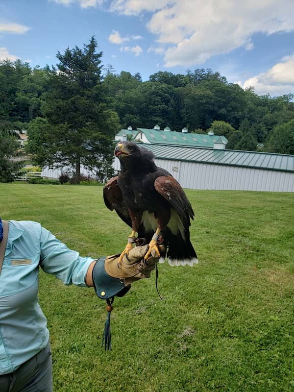 Falconry at the Greenbrier - Image 1
