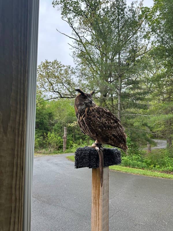 Falconry at the Greenbrier - Image 2