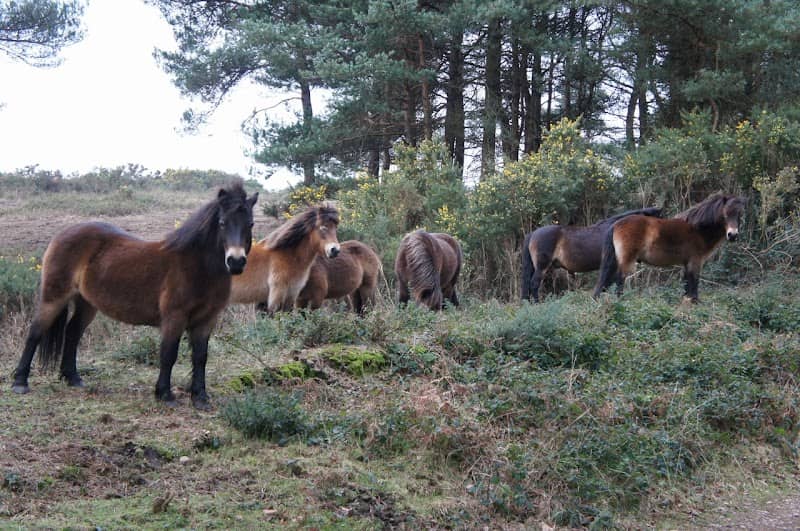RSPB Aylesbeare Common - Image 2