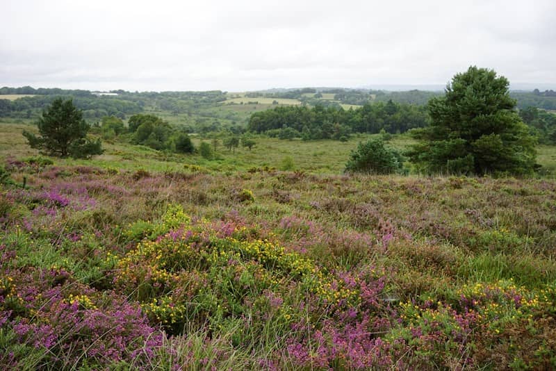 RSPB Aylesbeare Common - Image 1