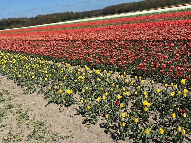 Tulpenfeld 2026 - Image 1