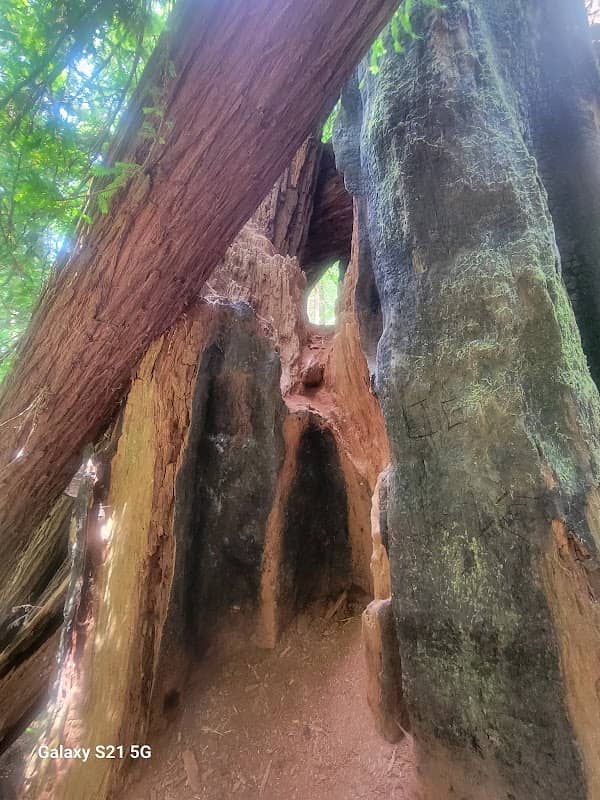 Redwood park - Image 2