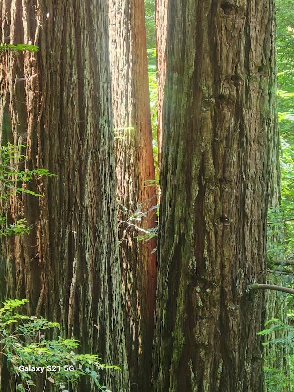 Redwood park - Image 3