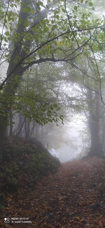 Bosco delle Fade - Durlo di Crespadoro - Image 2