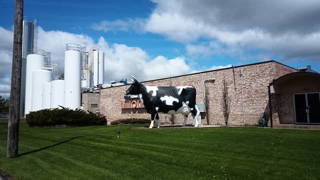 Land O Lakes Cow - Image 2