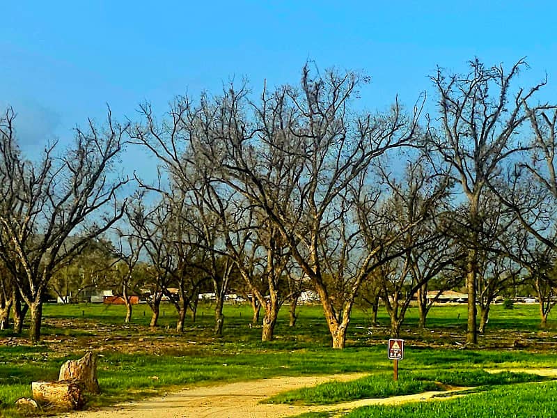 Louis Robidoux Parkland & Pecan Grove - Image 2