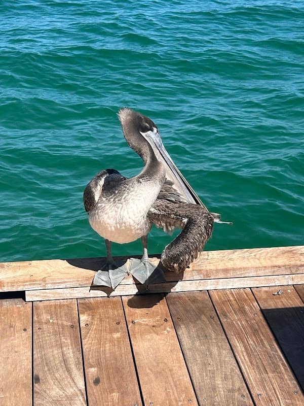 Anna Maria Island Tours - Image 3