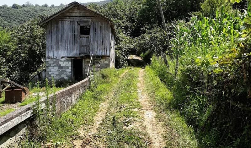 Koğukpelit - Fındık Bahçeleri - Image 1