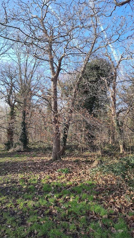 Mardyke Woods - Image 2
