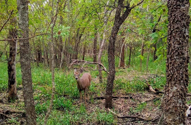Woodcrest Park - Image 1